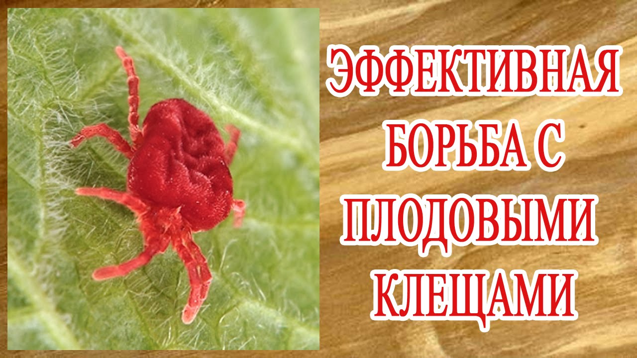 Машина с клещами