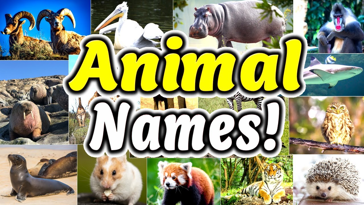 Animal Names in English with pictures (135 Popular Animals) [ ForB English  Lesson ] - YouTube
