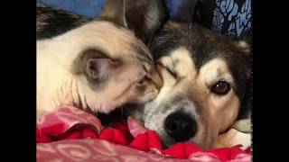 Special Needs Kitty Finds Loving Foster Mom Husky Dog by Love Meow 237,621 views 5 years ago 1 minute, 34 seconds