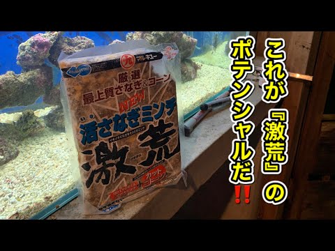 Black porgy fishing bait] This is the potential of 