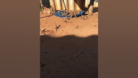 Dông cát giống, kỳ nhông giống, thức ăn cho Dông cát LH 0909373211