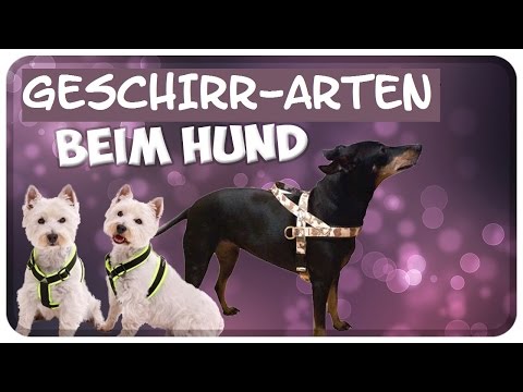 Video: Holen Sie Sich Das Beste Hundegeschirr Für Den Körpertyp Ihres Hundes