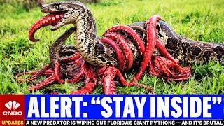 A New Predator Is Wiping Out Florida's Giant Pythons — And It's Brutal