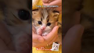 This cute cat di what? #cat #youtubeshorts #shorts