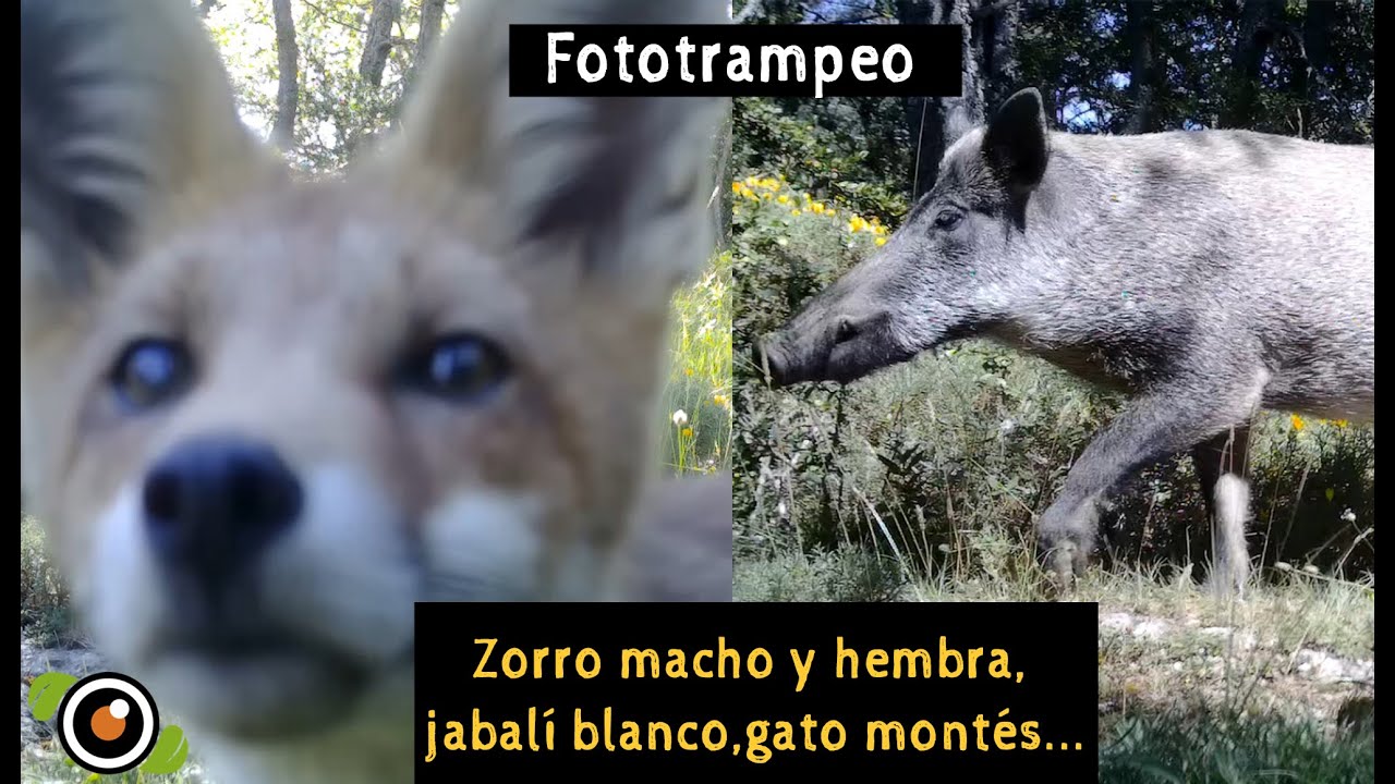 Fototrampeo En Un Bosque Del Prepirineo Zorro Macho Y Hembra Jabal fototrampeo-en-un-bosque-del-prepirineo-zorro-macho-y-hembra-jabal