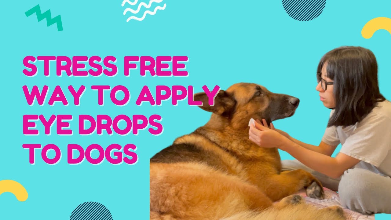 How To Apply Eye Drops to Dogs In a Stress Free Way YouTube