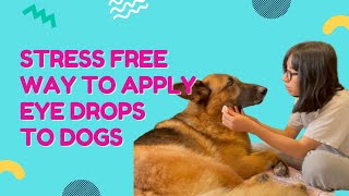 How To Apply Eye Drops to Dogs In a Stress Free Way by Meet the Chows 664 views 8 months ago 3 minutes, 28 seconds