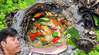 Most Amazing Catch Catfish nests in Tiny Ponds, Baby Turtles, Lionhead Goldfish | Fishing Vidieos