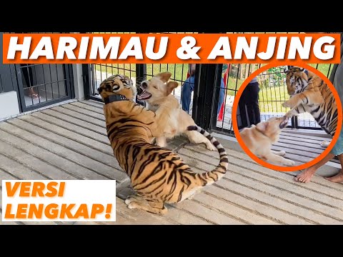 Video: Haiwan Simpanan Khakassia