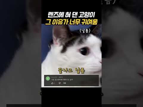 렌즈에 혀 댄 고양이 그 이유가 너무 귀여움 thumbnail
