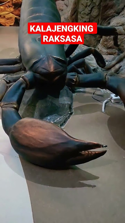 Download lagu Kalajengking Raksasa 🦂 #shorts #kalajengking #fyp