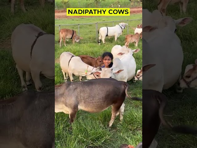 Micro mini cows #cute #life #village #farm #pets #reels #trending #love #india #youtube #tiktok