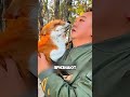 Тайная жизнь домашней лисы 🦊 💖 #животные #милыеживотные