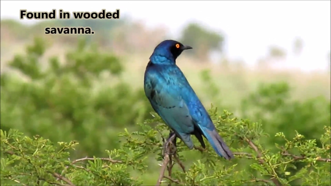 The Cape Glossy Starling