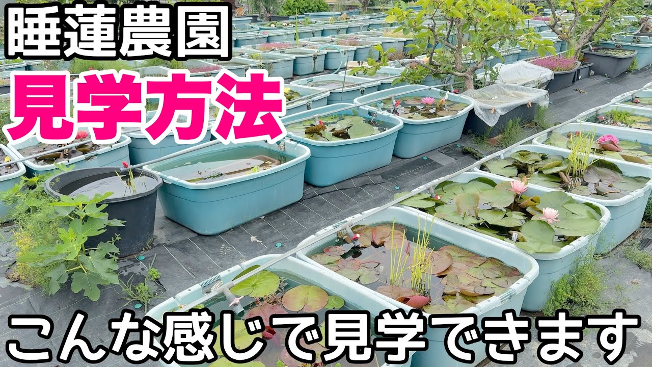 How to visit the water lily farm! You can see what the tour is
