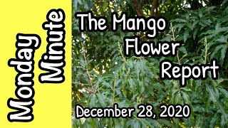 Monday Minute- The Mango Flower Report (December 28, 2020)
