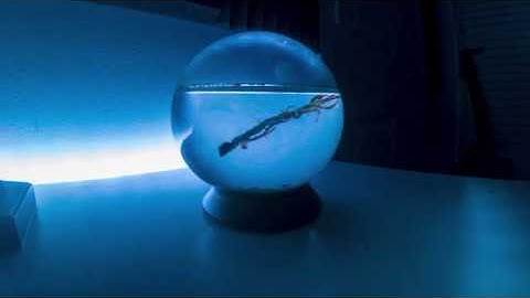 Not a snow globe time lapse 4K