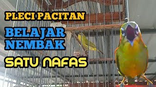 Pleci Dakun Pacitan Belajar Nembak Panjang Satu Nafas