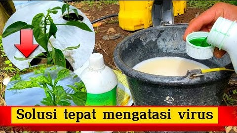 Obat Virus Gemini Paling Ampuh Pada Cabe??