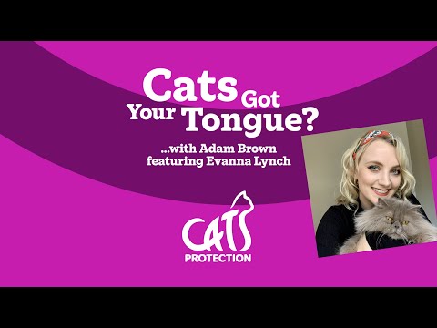 Cats Got Your Tongue? podcast with Evanna Lynch  🐱🎙️ The therapeutic benefits of owning a cat