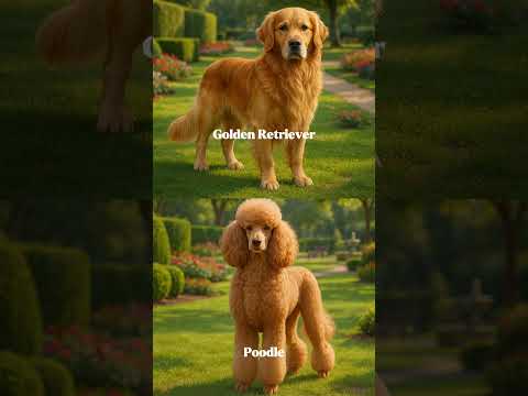 Goldendoodle - Adorable