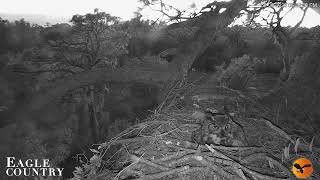 Eagle Country Nest Cam 2025