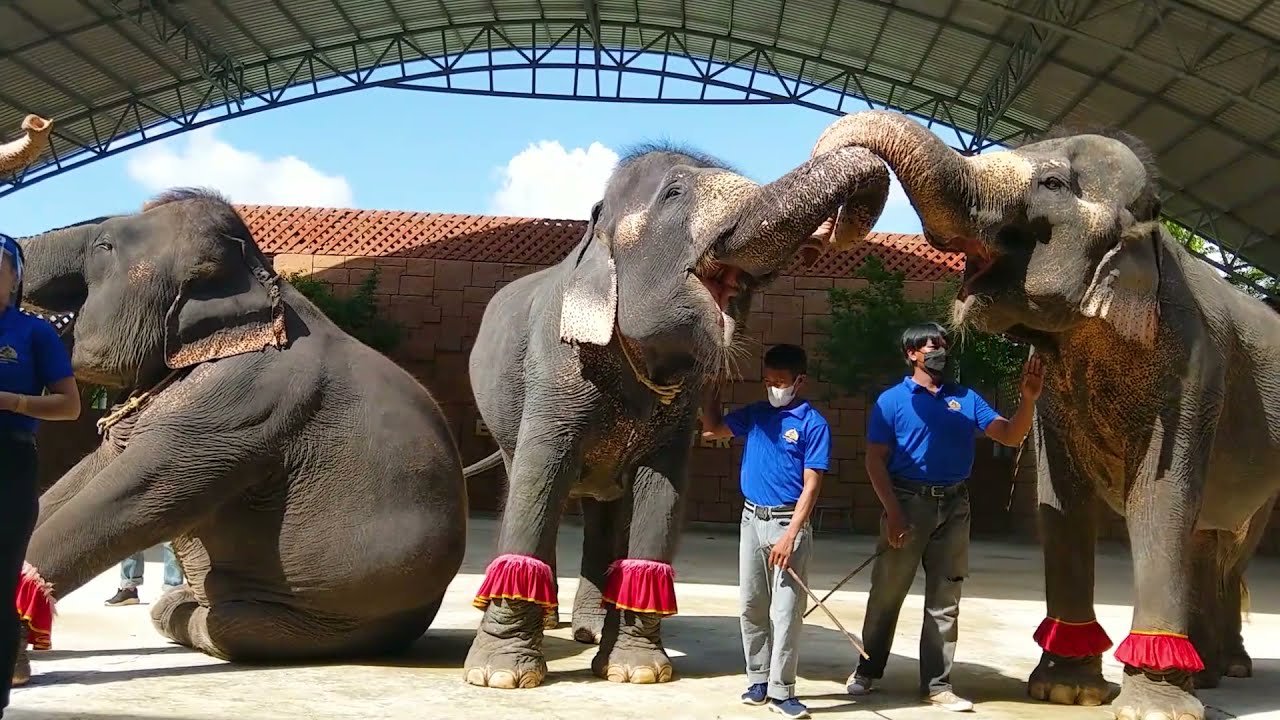 Big Elephants Dancing Show at the Zoo : Best Animals teaching