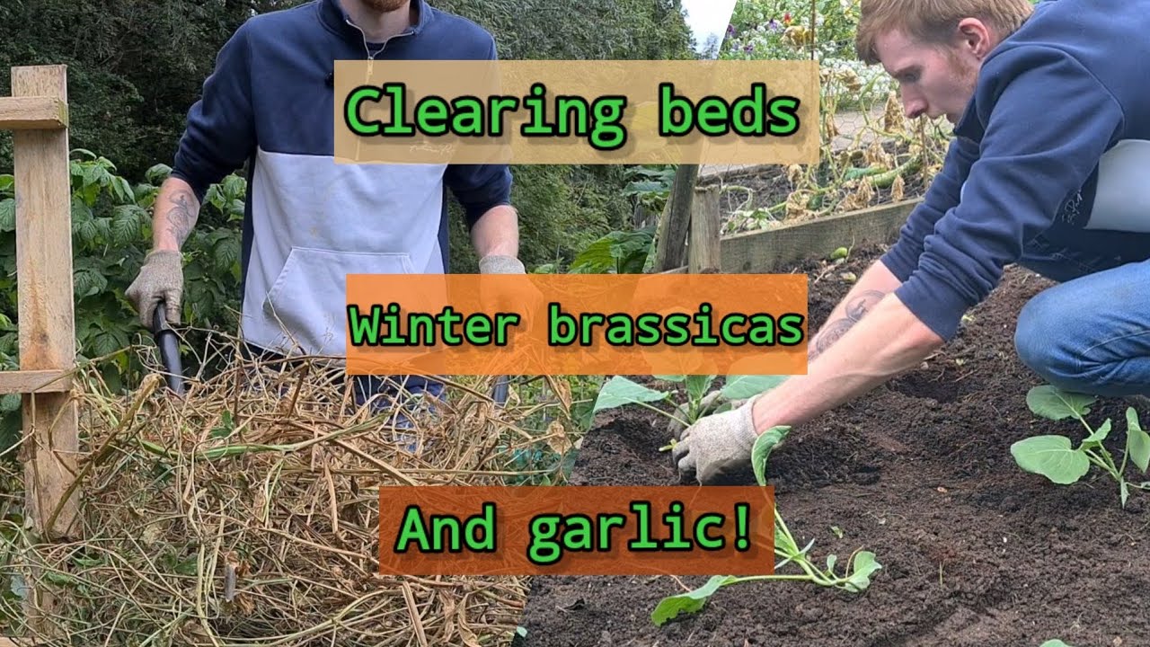 Autumn Vegetable Plot / Planting Garlic & Overwintering Cabbages/Kale