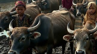 𝙉𝙔𝘼𝙉𝙔𝙄𝘼𝙉 𝙎𝙀𝘿𝙄𝙃. 𝙏𝘼𝙉𝙂𝙄𝙎 𝘽𝙐𝘿𝘼𝙆 𝘼𝙉𝙂𝙊𝙉 𝘿𝙄 𝙏𝙀𝙋𝙄 𝙕𝘼𝙈𝘼𝙉