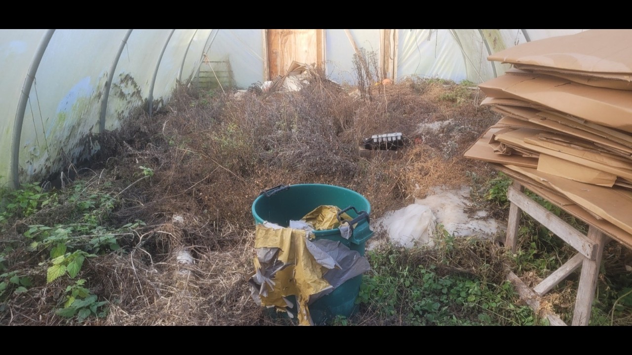 From overgrown to usable: polytunnel clean up