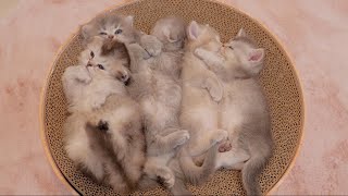 It was so cute to see the five kitten brothers sleeping with their belly trap...