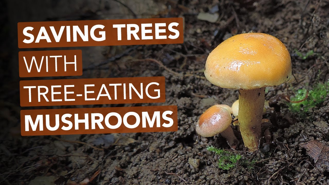 Saving Trees With TreeEating Mushrooms YouTube