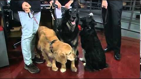 K9 Bed Bugs Detection - PurityPestControl_CP24_Mar14