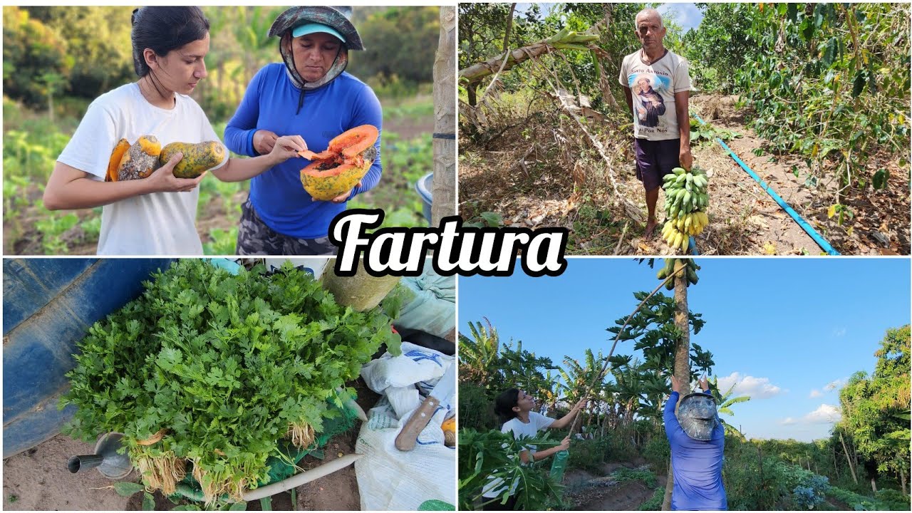 UM DIA COMIGO NA ROÇA // COLHEITAS  de VERDURAS// COLHEITA  de banana com meu PAI.