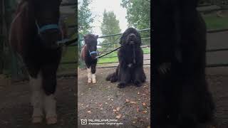 Newfoundland dog & Shetland pony