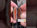This Ordinary Rock Hid a Stunning Agate Inside #agate#gemstone#rockcutting#satisfying#asmr#shorts