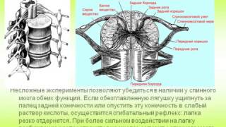 Спинной мозг.AVI Спинной мозг.AVI