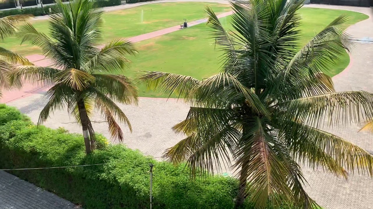 How does It Look From Top Of A Coconut Tree?
