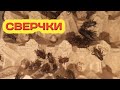 Поставила на разведение сверчка.//Нетипичная ферма