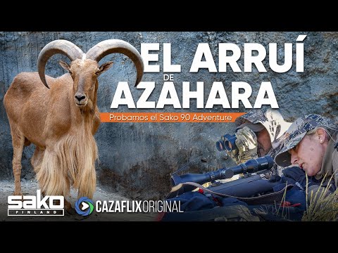 CAZA DE ARRUÍ A RECECHO CON AZAHARA 🐐| Probamos el rifle SAKO 90 ADVENTURE