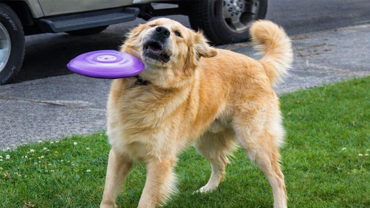 Funny Animals Doing What They Do Best 😂 Funniest Dogs & Cats Videos