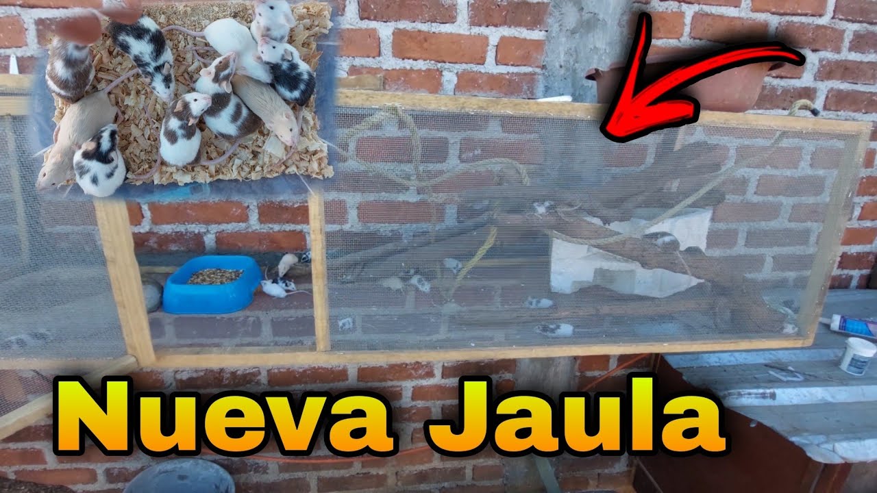 Movemos a mis RATONES || Lograremos tener más de 1000?