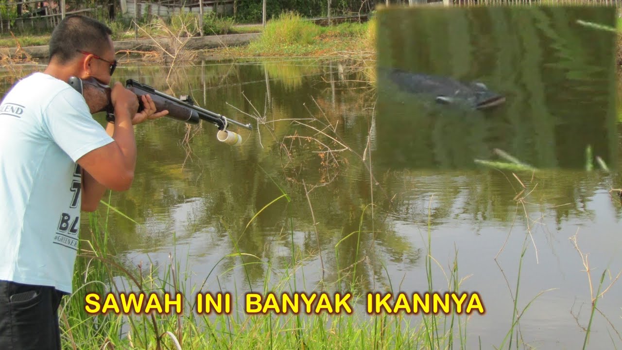 PASER MANIA | MEMASER RIBUAN IKAN NILA DI SAWAH PAKAI UKLIK BARU