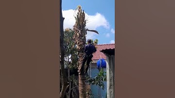 Cưa cây dừa siêu bé