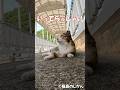 観光客をお見送り #shorts #猫 #cat #cats
