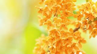 メン限動画「秋の香り小話」