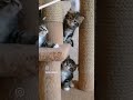 котята учатся играть. сибирские котята, которые родились 9 мая.