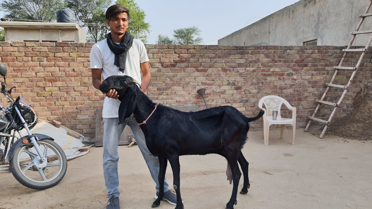 Top Quality Beetal Female Goat || Aayub Khan +91-8279277876