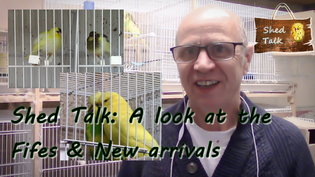 Series 3 Episode 37 A look at the Fifes plus some new arrivals. YouTube