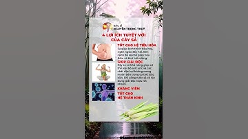 Bí Quyết Sức Khỏe: 4 Lợi Ích Tuyệt Vời Từ Cây Sả Mà Bạn Cần Biết! | Y học Thể thao Starsmec